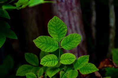 Poison Ivy Removal in Harford County, MD
